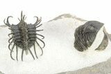 Spiny Koneprusia Trilobite With Austrops - Ofaten, Morocco #268857-9